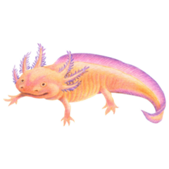 Pink-Orange Axolotl Sticker