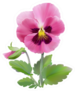 Pink Pansy Flower Illustration With Stem And Leaves Sticker