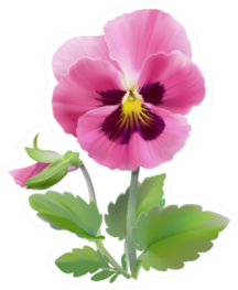 Pink Pansy Flower Illustration With Stem And Leaves Sticker