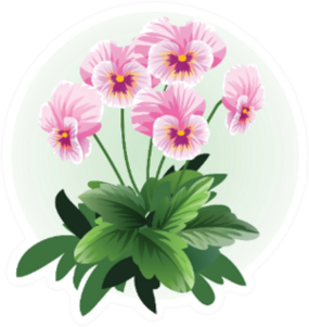 Pink Pansy Viola Flower Illustration Sticker