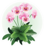 Pink Pansy Viola Flower Illustration Sticker