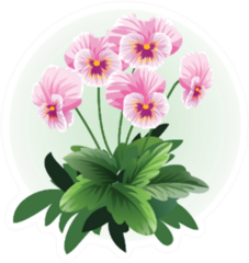 Pink Pansy Viola Flower Illustration Sticker