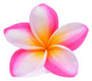 Pink Plumeria Frangipani Flower Sticker