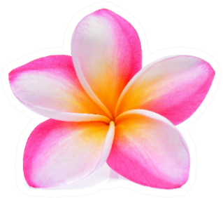 Pink Plumeria Frangipani Flower Sticker