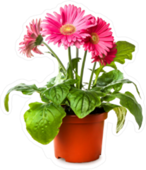 Pink Potted Daisy Flower Sticker
