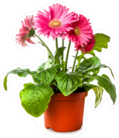 Pink Potted Daisy Flower Sticker