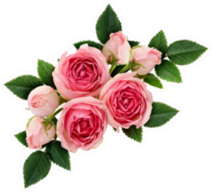 Pink Rose Flowers Arrangement Isolated On White Sticker