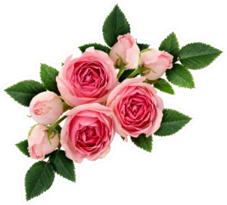 Pink Rose Flowers Arrangement Isolated On White Sticker