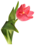 Pink Single Tulip Sticker