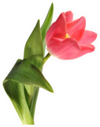 Pink Single Tulip Sticker