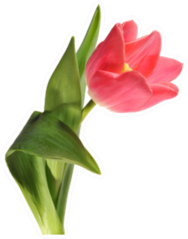 Pink Single Tulip Sticker