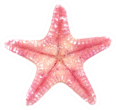 Pink Starfish On White Sticker