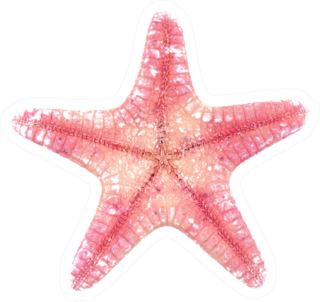 Pink Starfish On White Sticker