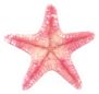 Pink Starfish On White Sticker