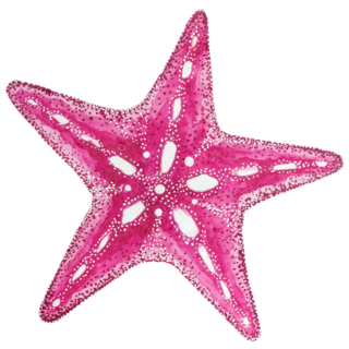 Pink Starfish Sticker