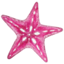 Pink Starfish Sticker