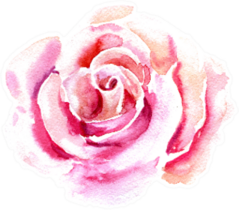 Pink Tender Rose Watercolor Painting Sticker