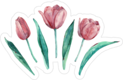 Pink Tulips Sticker