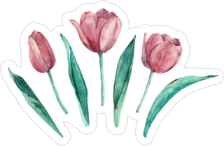 Pink Tulips Sticker