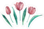Pink Tulips Sticker
