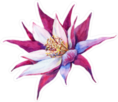 Pink Watercolor Cactus Flower Sticker