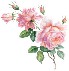 Pink White Vintage Rose Flowers Isolated Sticker