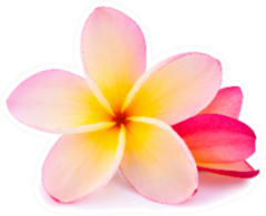 Pink Yellow Plumeria Flower Isolated On White Sticker