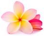 Pink Yellow Plumeria Flower Isolated On White Sticker