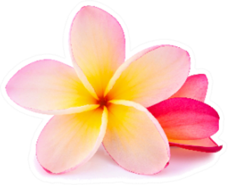 Pink Yellow Plumeria Flower Isolated On White Sticker