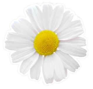 Plain White Daisy Sticker