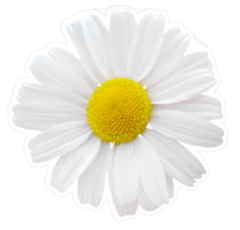 Plain White Daisy Sticker