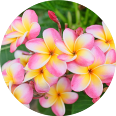 Plumeria Flower Pink And White Frangipani Sticker