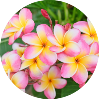 Plumeria Flower Pink And White Frangipani Sticker