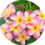 Plumeria Flower Pink And White Frangipani Sticker