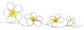 Plumeria Flowers In Continuous Line Art Drawing Style Sticker