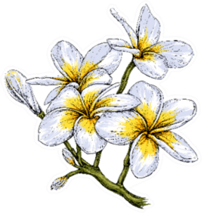 Plumeria Flowers In Sketch Illustration Sticker