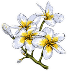 Plumeria Flowers In Sketch Illustration Sticker