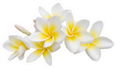 Plumeria (frangipani) Group Sticker
