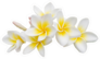 Plumeria (frangipani) Group Sticker