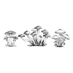 Poisonous Mushrooms Large Set Illustration Sticker