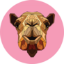 Polygonal Stylization Illustration Pink Camel Sticker