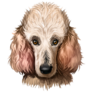 Poodle Dog Portrait Sticker