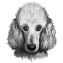 Poodle Dog Sad Hand Drawn Sticker