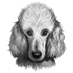 Poodle Dog Sad Hand Drawn Sticker