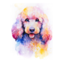 Poodle Panted In Watercolor Rainbow Sticker