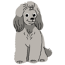 Poodle Sitting And Smiling Sticker