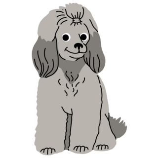 Poodle Sitting And Smiling Sticker