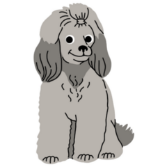 Poodle Sitting And Smiling Sticker