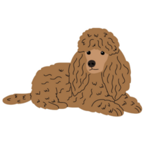 Poodle Sketch Sticker