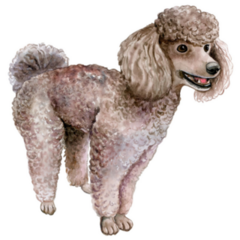 Poodle Standing Sticker